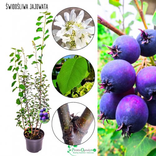 Świdośliwa Jajowata duże owoce świdośliwy KRZEW 40-70 cm