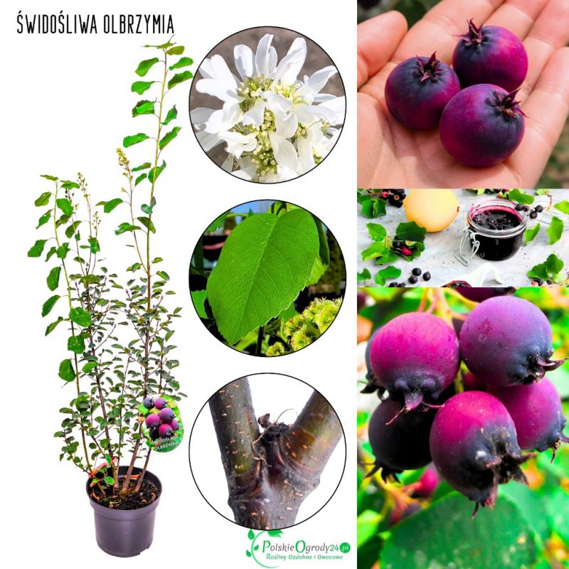 Świdośliwa Gigant Olbrzymia plenna KRZEW 40-70 cm
