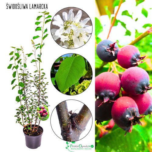 Świdośliwa Lamarcka efektowna roślina KRZEW 20-30 cm