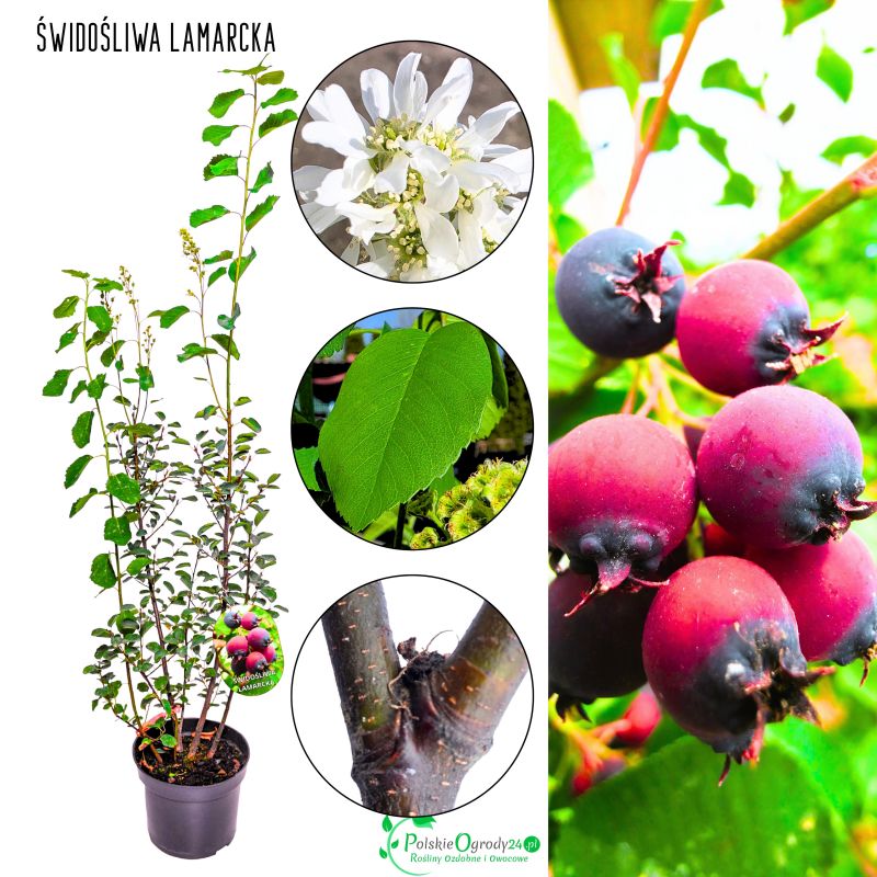 Świdośliwa Lamarcka efektowna roślina KRZEW 20-30 cm