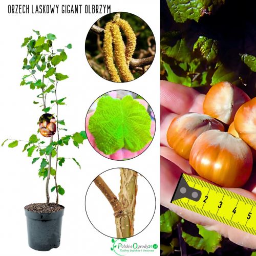Orzech Laskowy Gigant duże orzechy KRZEW 50-90 cm
