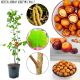 Orzech Laskowy Olbrzymi z Halle sadzonki KRZEW 50-90 cm