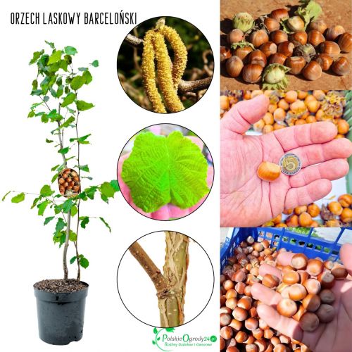 Orzech Laskowy Barceloński duże orzechy KRZEW 50-90 cm