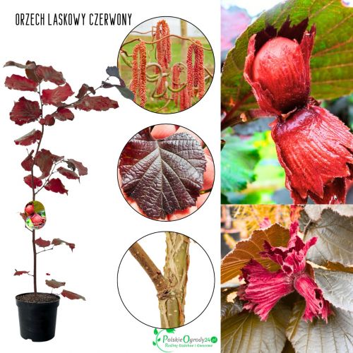 Orzech Laskowy Czerwony sadzonki drzew KRZEW 50-90 cm