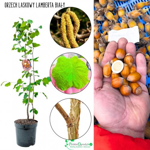 Orzech Laskowy Lamberta Biały ze szkółki KRZEW 100-150 cm