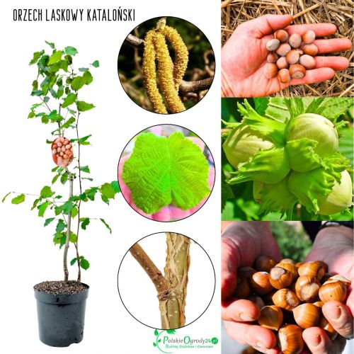Orzech Laskowy Kataloński duże orzechy KRZEW 50-90 cm