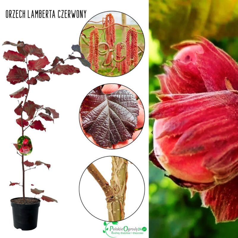 Orzech Laskowy Lamberta Czerwony zdrowy KRZEW 100-150 cm