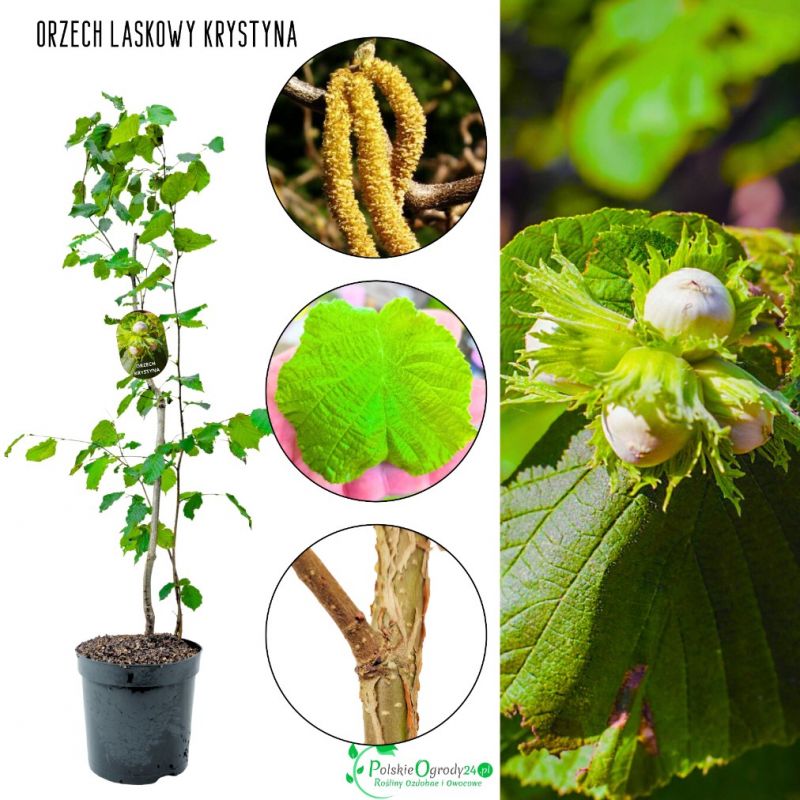 Orzech Laskowy Krystyna do ogrodu KRZEW 50-90 cm