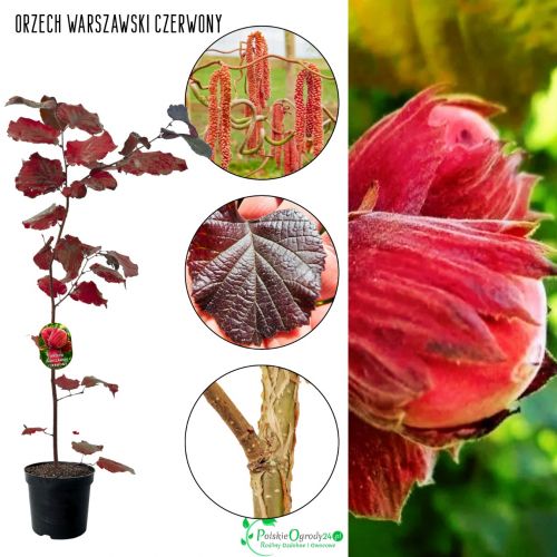 Orzech Laskowy Warszawski Czerwony KRZEW 100-150 cm