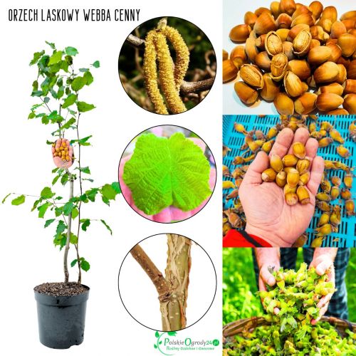 Orzech Laskowy Webba Cenny sadzonki KRZEW 50-90 cm