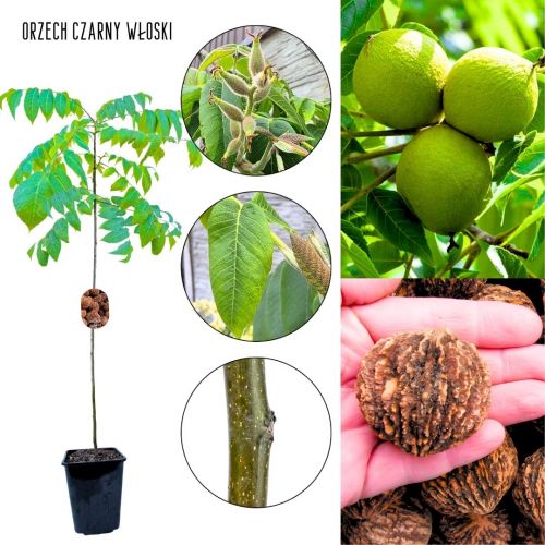 Orzech Czarny cenne drewno wysoka odporność 50-70 cm