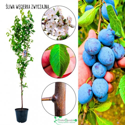 Śliwa Węgierka Zwyczajna klasyczna odmiana 180-220 cm