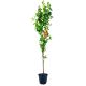 Śliwa Renkloda Żółta deserowa odmiana 100-150 cm