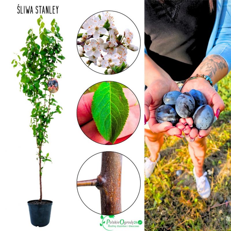 Śliwa Stanley uniwersalna odmiana 100-150 cm