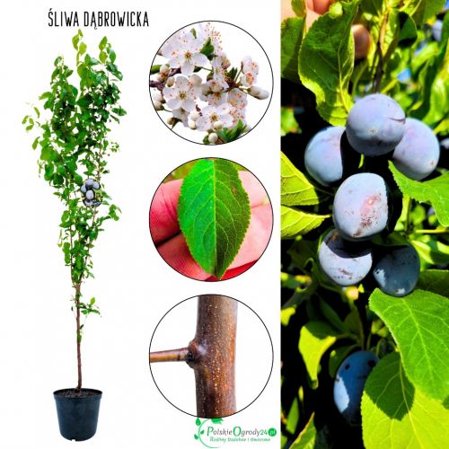 Śliwa Dąbrowicka do przydomowego ogrodu 180-220 cm