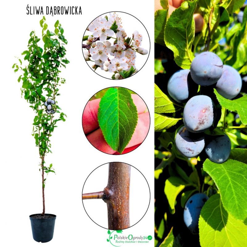 Śliwa Dąbrowicka do przydomowego ogrodu 180-220 cm