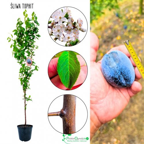 Śliwa Tophit do domowego ogrodu 180-220 cm