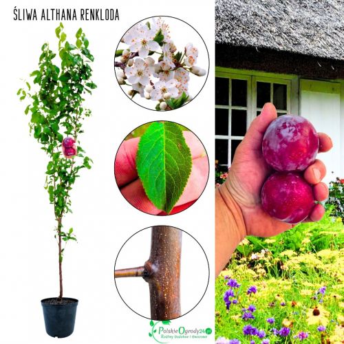Śliwa Renkloda Althana deserowa do ogrodu 180-220 cm