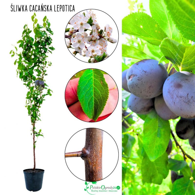 Śliwa Cacańska Lepotica o deserowych owocach 180-220 cm