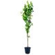 Śliwa Cacańska Lepotica o deserowych owocach 180-220 cm