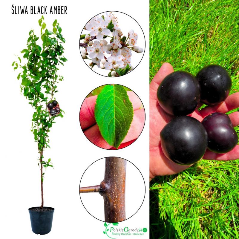 Śliwa Black Amber wyjątkowa barwa owoców 180-220 cm