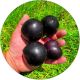 Śliwa Black Amber o słodkich owocach 100-150 cm