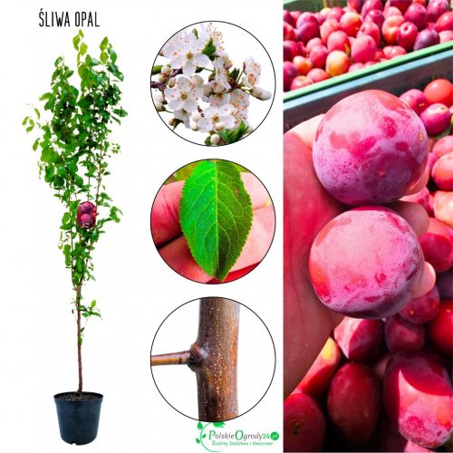 Śliwa Opal owoce do wczesnego zbioru 180-220 cm