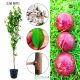 Śliwa Dapple Dandy odmiana do ogrodu i sadu 100-150 cm