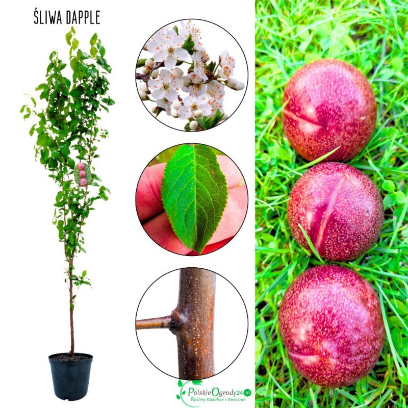 Śliwa Dapple Dandy odmiana do ogrodu i sadu 100-150 cm