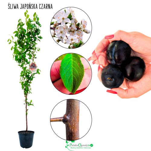 Śliwa Japońska Czarna dekoracyjna odmiana 100-150 cm