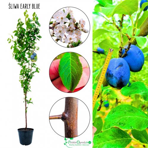 Śliwa Early Blue intensywna barwa owoców 180-220 cm