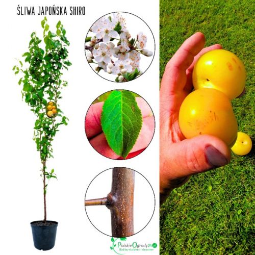 Śliwa Japońska Shiro złocisty kolor owoców 180-220 cm