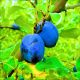 Śliwa Early Blue najwcześniejsza odmiana 100-150 cm