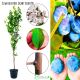 Śliwa Bluefree późna pora dojrzewania 180-220 cm