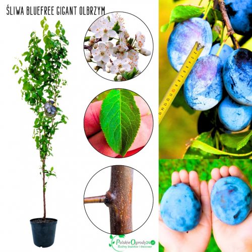 Śliwa Bluefree późna pora dojrzewania 180-220 cm