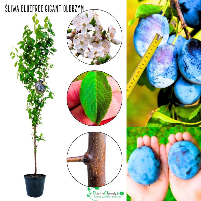 Śliwa Bluefree późna pora dojrzewania 180-220 cm