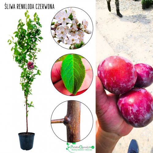 Śliwa Renkloda Czerwona słodkie owoce 100-150 cm
