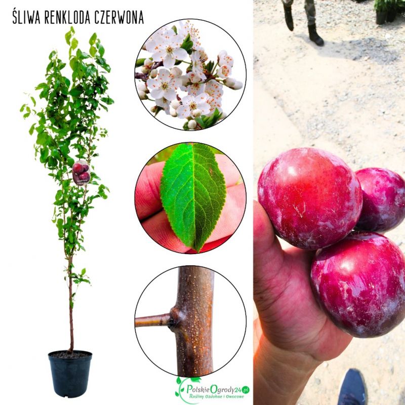 Śliwa Renkloda Czerwona idealna do przetworów 180-220 cm