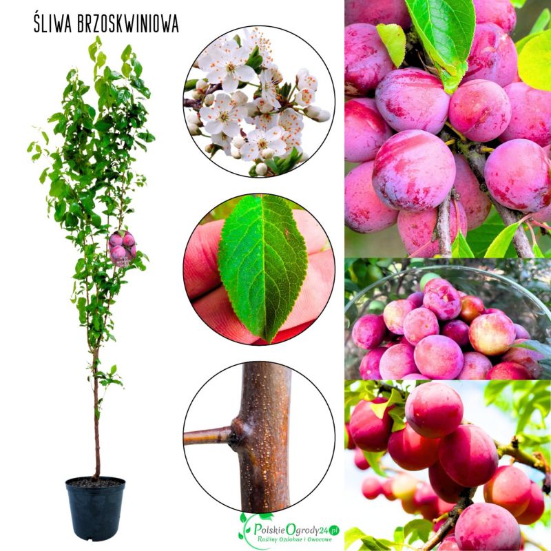 Śliwa Brzoskwiniowa plenne drzewko owocowe 100-150 cm