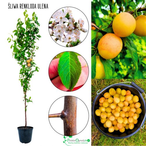Śliwa Renkloda Ulena do ogrodu i sadu 180-220 cm