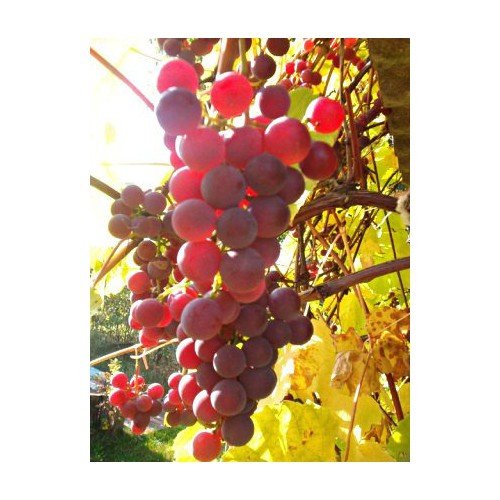 WINOGRON RÓŻOWY ISABELLA 60-140cm