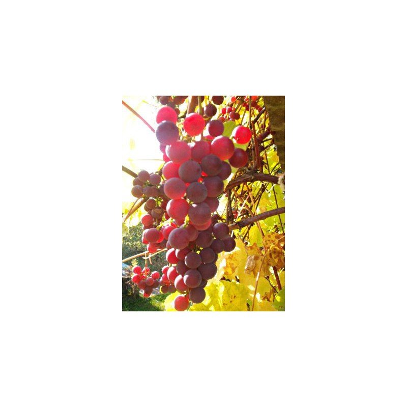 winogron różowy ISABELLA 