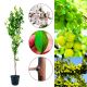 Śliwa Renkloda Zielona aromatyczna odmiana 100-150 cm