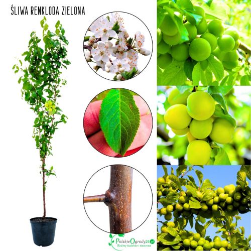 Śliwa Renkloda Zielona jasnozielone owoce 180-220 cm