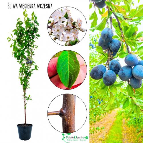 Śliwa Węgierka Wczesna klasyczna odmiana 100-150 cm