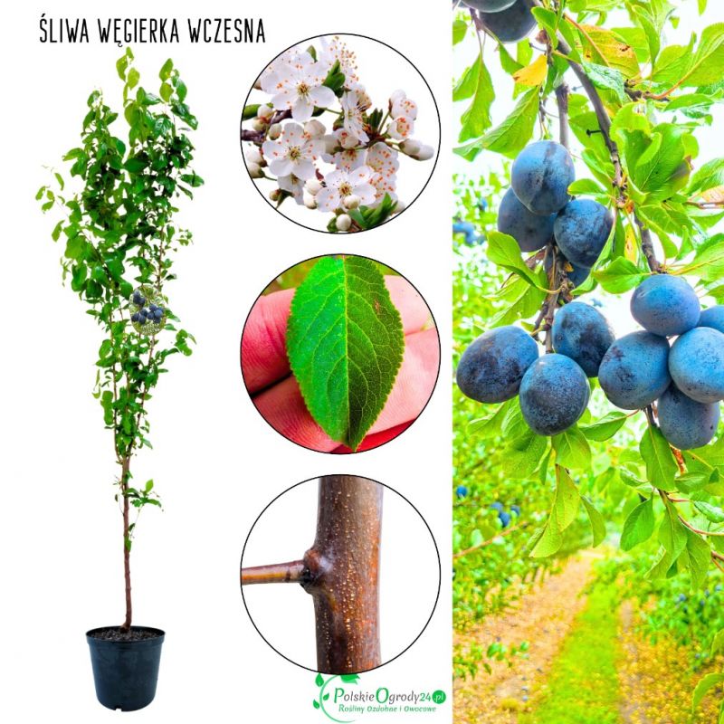 Śliwa Węgierka Wczesna klasyczna odmiana 100-150 cm