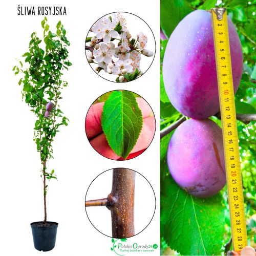 Śliwa Rosyjska odporna odmiana śliwy 100-150 cm