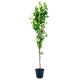 Śliwa Rosyjska mrozoodporna do ogrodu 180-220 cm