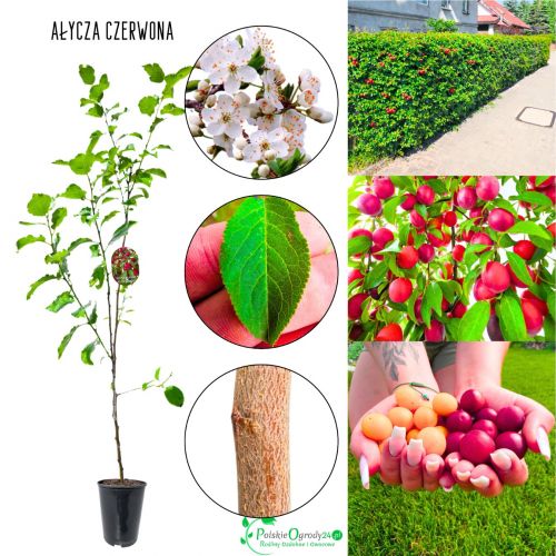 Śliwa Ałycza Czerwona szybko rosnący KRZEW 100-150 cm