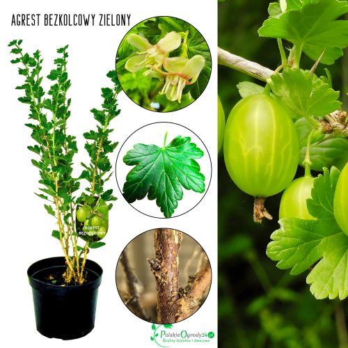 Agrest bezkolcowy zielony duże owoce KRZEW 40–80 cm